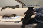 微博钢铁直猫是什么梗？钢铁直猫高清表情包分享[多图]