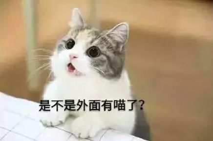 抖音小猫蹦迪表情包无水印动态图下载图4: