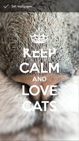 保持冷静爱猫壁纸图片APP手机版（Keep Calm Love Cats Wallpapers）图2: